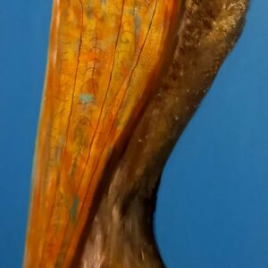 Pelican